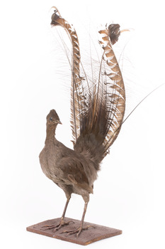 Male Superb Lyrebird standing on a wooden mount facing forward