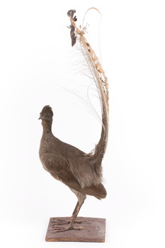 Male Superb lyrebird standing on a wooden mount facing forward
