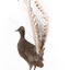 Male Superb lyrebird standing on a wooden mount facing forward