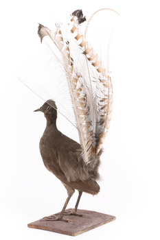 Male Superb lyrebird standing on a wooden mount facing forward