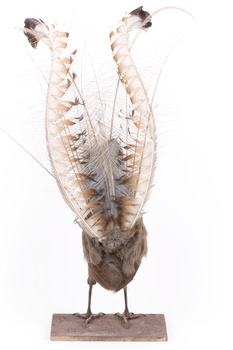 Male Superb lyrebird standing on a wooden mount facing forward
