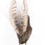 Male Superb lyrebird standing on a wooden mount facing forward