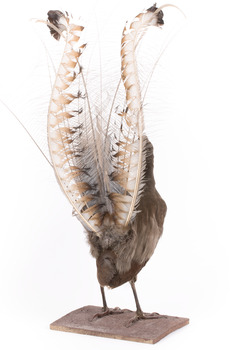 Male Superb lyrebird standing on a wooden mount facing forward