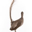 Male Superb lyrebird standing on a wooden mount facing forward
