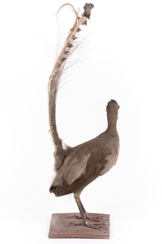 Male Superb lyrebird standing on a wooden mount facing forward