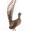 Male Superb lyrebird standing on a wooden mount facing forward