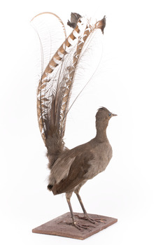 Male Superb lyrebird standing on a wooden mount facing forward