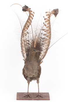 Male Superb lyrebird standing on a wooden mount facing forward