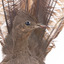 Male Superb lyrebird standing on a wooden mount facing forward