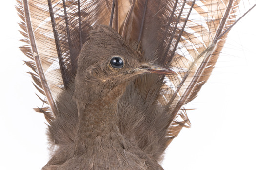 Male Superb lyrebird standing on a wooden mount facing forward