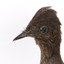 Male Superb Lyrebird standing on a wooden mount facing forward