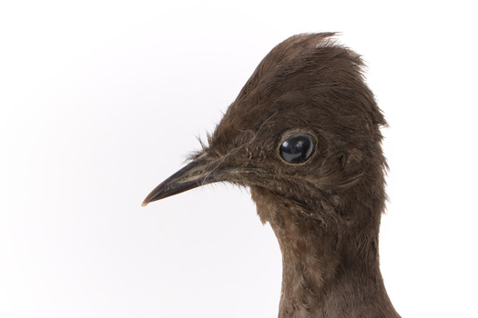 Male Superb Lyrebird standing on a wooden mount facing forward