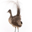 Female Superb Lyrebird standing on a wooden mount facing forward