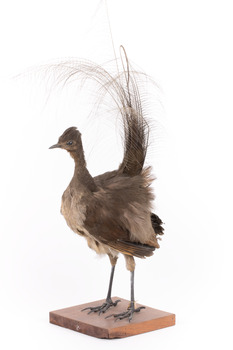 Female Superb Lyrebird standing on a wooden mount facing forward