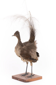 Female Superb Lyrebird standing on a wooden mount facing forward