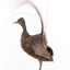 Female Superb Lyrebird standing on a wooden mount facing forward