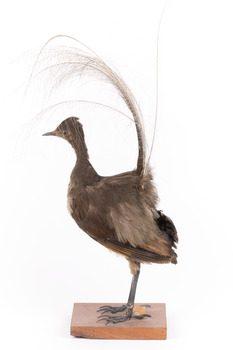 Female Superb Lyrebird standing on a wooden mount facing forward