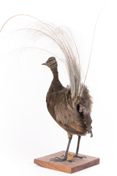 Female Superb Lyrebird standing on a wooden mount facing forward