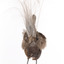 Female Superb Lyrebird standing on a wooden mount facing forward