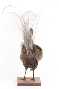 Female Superb Lyrebird standing on a wooden mount facing forward