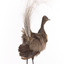 Female Superb Lyrebird standing on a wooden mount facing forward
