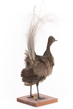 Female Superb Lyrebird standing on a wooden mount facing forward