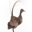 Female Superb Lyrebird standing on a wooden mount facing forward