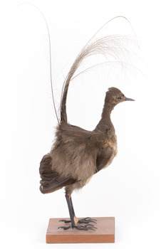 Female Superb Lyrebird standing on a wooden mount facing forward