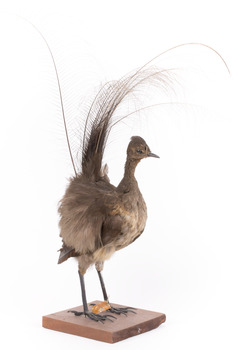 Female Superb Lyrebird standing on a wooden mount facing forward