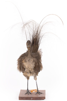 Female Superb Lyrebird standing on a wooden mount facing forward