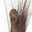 Female Superb Lyrebird standing on a wooden mount facing forward