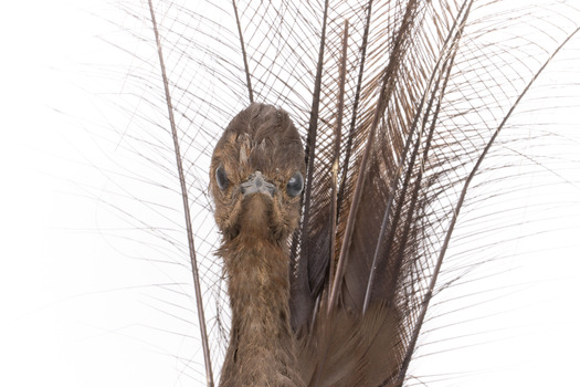 Female Superb Lyrebird standing on a wooden mount facing forward