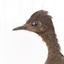 Female Superb Lyrebird standing on a wooden mount facing forward