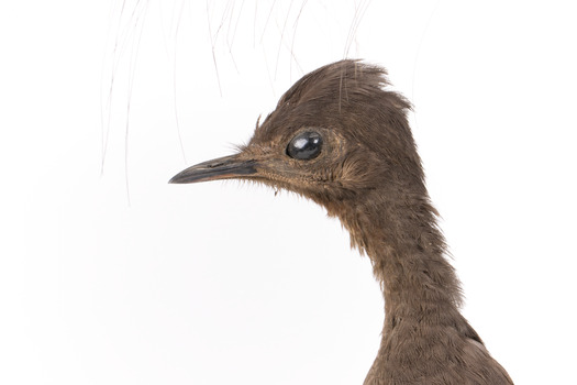 Female Superb Lyrebird standing on a wooden mount facing forward