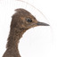 Female Superb Lyrebird standing on a wooden mount facing forward