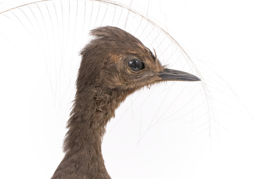 Female Superb Lyrebird standing on a wooden mount facing forward