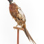 Male Common Pheasant standing on a mounted wooden perch, facing forward