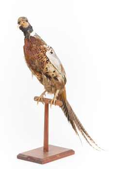 Male Common Pheasant standing on a mounted wooden perch, facing forward