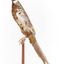 Male Common Pheasant standing on a mounted wooden perch, facing forward