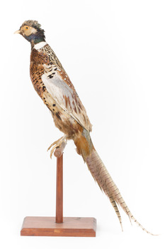 Male Common Pheasant standing on a mounted wooden perch, facing forward