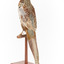 Male Common Pheasant standing on a mounted wooden perch, facing forward