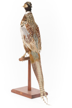 Male Common Pheasant standing on a mounted wooden perch, facing forward
