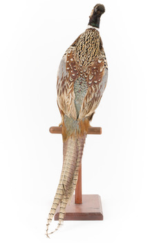 Male Common Pheasant standing on a mounted wooden perch, facing forward