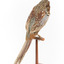 Male Common Pheasant standing on a mounted wooden perch, facing forward