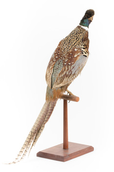 Male Common Pheasant standing on a mounted wooden perch, facing forward