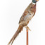 Male Common Pheasant standing on a mounted wooden perch, facing forward