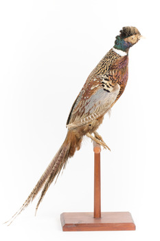 Male Common Pheasant standing on a mounted wooden perch, facing forward