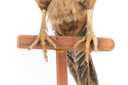 Male Common Pheasant standing on a mounted wooden perch, facing forward