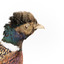 Male Common Pheasant standing on a mounted wooden perch, facing forward