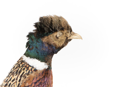 Male Common Pheasant standing on a mounted wooden perch, facing forward